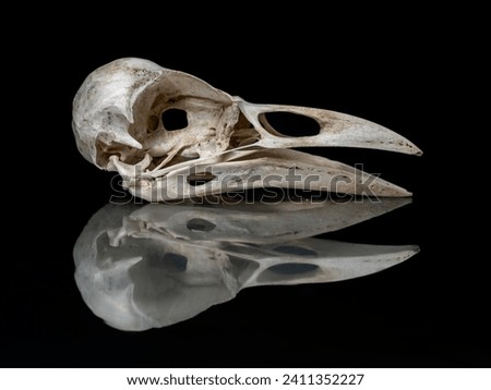 skull cranium hooded crow Corvus cornix