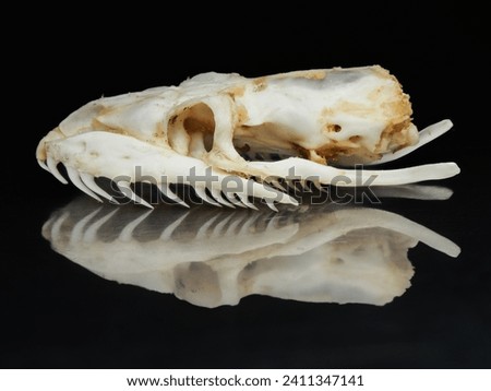 skull cranium Python snake Pythonidae