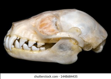 Skull Of Cynopterus, A Genus Of Megabats (fruit Bats; Family Pteropodidae).