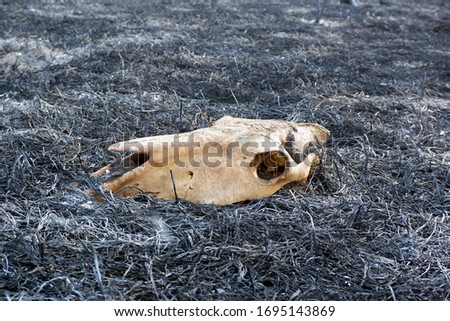 Skull of dead animal in a forest fire on ashes of burnt grass close up view. Wildlife conservation. keep Earth, save animals, protect forests concept
