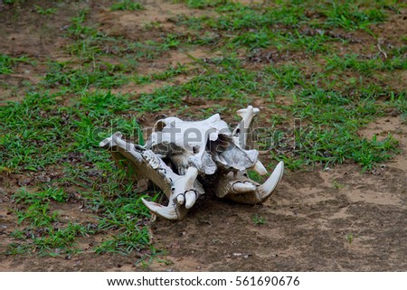 Skull of a dead hippopotamus killed by lions at the Selous Game Reserve, Tanzania (Africa)