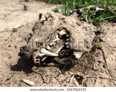Skull of a dead wolf or dog with a tusk and incisor teeth, premolars and molars