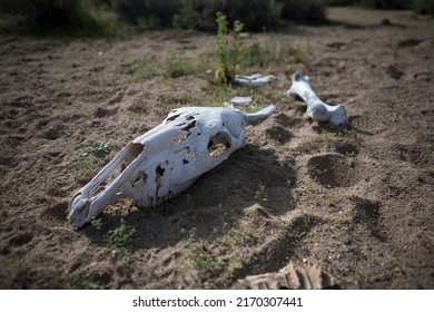 Skull Of Desert Bighorn Sheep