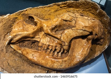 Skull Of Diprotodon. It Was The Largest Known Marsupial To Have Ever Lived. 