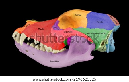 Skull of the Dog showing the different facial and cranial bones. Real skull. Veterinary Anatomy - Anatomy of the Dog