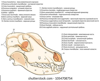 Occipital Bone Images, Stock Photos & Vectors | Shutterstock