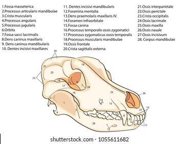 Occipital Bone Images, Stock Photos & Vectors | Shutterstock