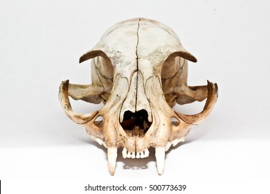 Cat Skull Images Stock Photos Vectors Shutterstock