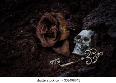 Skull dry rose and key in the soil pit , Still Life with a Skull . - Powered by Shutterstock