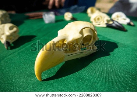 The Skull of an Eagle Showing the Eye Sockets and Beak in a Science Display of Bird Anatomy