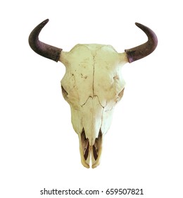 skull of european bison ( Bison bonasus ), hunting trophy isolated over white background