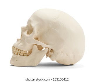 Skull facing side ways isolated on a white background.