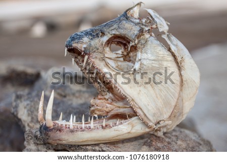 The skull of a fish head from a Payara a real river monster.