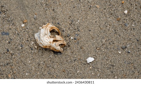 The skull of a fish head with sharp teeth laying on sandy beach of a tropical island