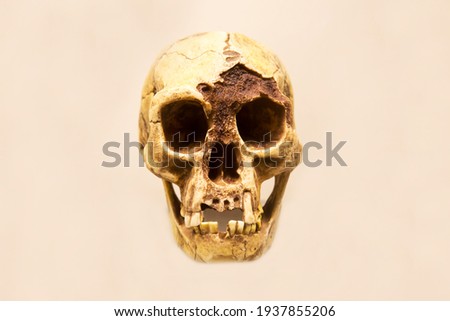 The skull of the Floresian hobbit man with a lower jaw (Latin: Homo floresiensis) is isolated on a white background. Paleontology fossil animals.