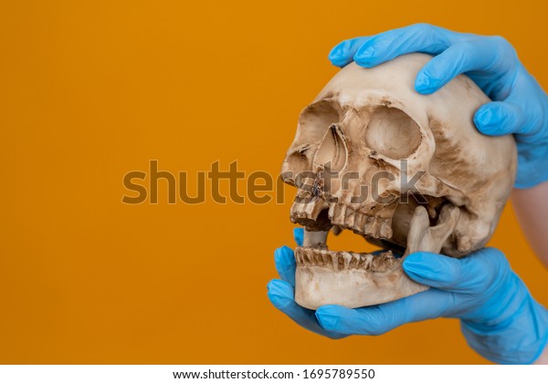 Skull in the hands of man. Human skull on an orange
background. Skull as a symbol of death. Concept - Work pathologist.
Pathologist divides the skeleton vreks. Studying the causes of
human death