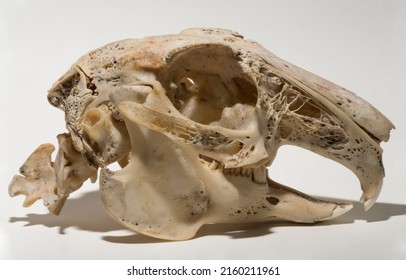 Skull Hare On White Background Rodent Stock Photo 2160211961 | Shutterstock