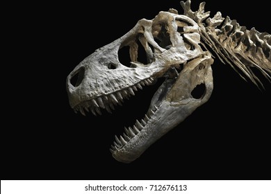 Black Background Dinosaur Images Stock Photos Vectors - 