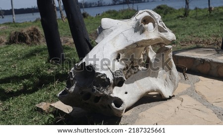 A skull of a Hippo 