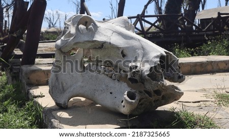 A skull of a Hippo 