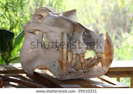 Skull of a hippopotamus showing enormous sharp teeth