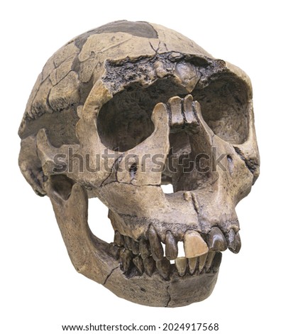 Skull of Homo ergaster.  Early Pleistocene. African Homo erectus or Homo erectus ergaster