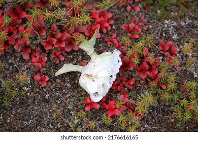 Skull At Hudson Bay  Canada. 