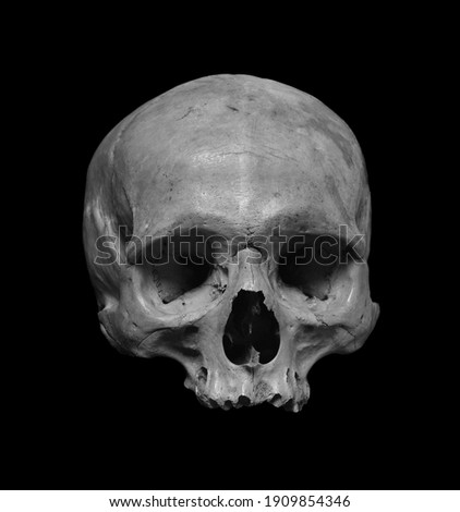 Skull of the human, black and white photo