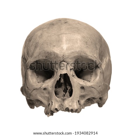 Skull of the human isolated on a white background. Sepia color photo