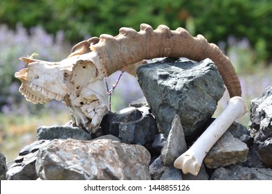 Skull Of Ibex And Bone On Rock Pyramid In Mongolia