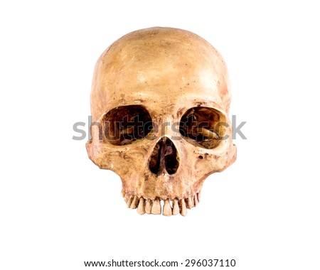 Skull,  Isolated on white background