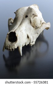 Skull of the killed wolf.
