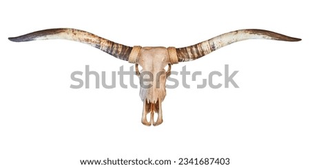 Skull of a longhorn bull isolated on a white background