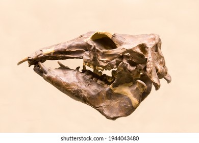 The skull and the lower jaw palaeoparadoxia (Latin: Palaeoparadoxia tabatai) is isolated white background  Paleontology Late Miocene fossil animals 