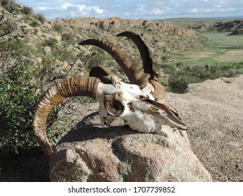 A Skull Of A Male Mountain Sheep And Ibex