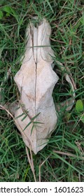 Skull Of Mammal - Cow Skull As A Zoological Specimen