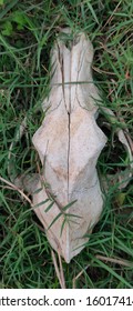 Skull Of Mammal - Cow Skull As A Zoological Specimen