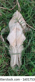 Skull Of Mammal - Cow Skull As A Zoological Specimen