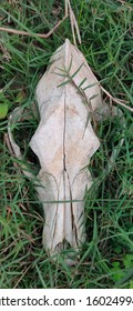 Skull Of Mammal - Cow Skull As A Zoological Specimen