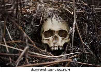 The skull of a man in the dry grass close-up. A fake skull lying in the grass last year.