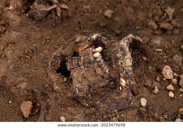 Skull of a man in the ground, Work of the search\
team at the site of a mass shooting of people. Human remains bones\
of skeleton, skulls in the ground tomb. Real human remains of\
victims of the Nazis