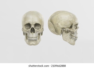 A skull of a man on a light side and front view. 3d render, 3d illustration. Medical and anthropological concept. Human skull, medical research, human study.