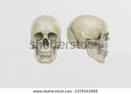 A skull of a man on a light side and front view. 3d render, 3d illustration. Medical and anthropological concept. Human skull, medical research, human study.