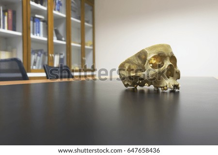 Skull model in the library