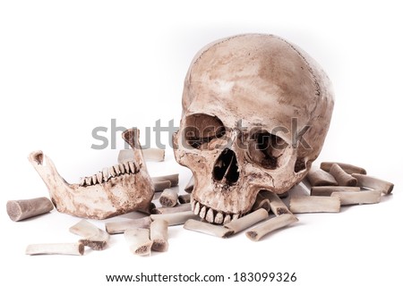 Skull model on isolated white background