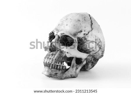 skull model on white background