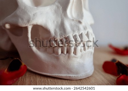 Skull model on a wooden table, against a gray wall background. Plaster skull or skull model for medical study on a gray background, top view. High quality photo