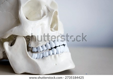 Skull model. Teeth on the skull.