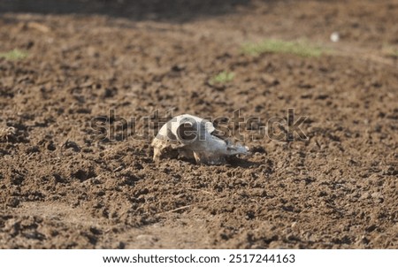 A skull in the mud