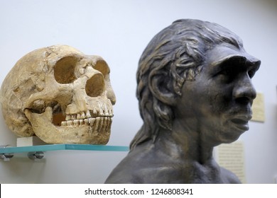Skull and Neanderthal sculpture. Evolutionary Theory Paleontological Museum 2018 December 01